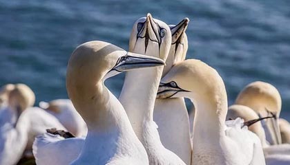 大竹伴游，定制QQ：3494206190微信：act1322